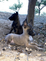 chien-malinois-classique-sour-el-ghouzlane-bouira-algerie