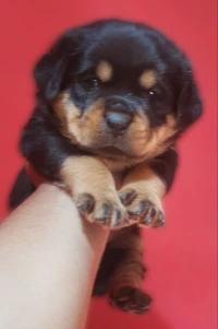 Chiot rottweiler age 1 moi