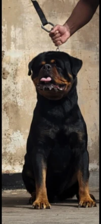 Femelle rottweiler age 4 moi 