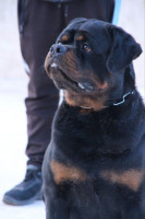 chien-a-vendre-male-rottweile-oran-algerie