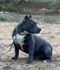 A vendre chiot américain bully xl