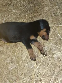 Dobermann 