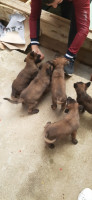 chien-malinois-2-femelle-et-1-mal-draa-ben-khedda-tizi-ouzou-algerie