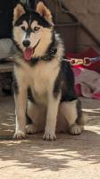 كلب-husky-6-mois-vaccine-بوفاريك-البليدة-الجزائر