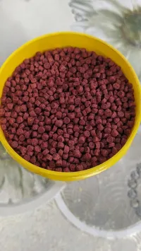اكل الاسماك السكليد الأفريقي و الامريكي