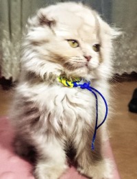 قطط-chat-scottish-fold-long-haire-فوكة-تيبازة-الجزائر