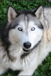 Husky sibérien 