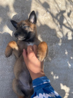 chien-malinois-pure-race-bab-ezzouar-alger-algerie