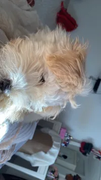 Bichon maltais blanc pure race cheveux long