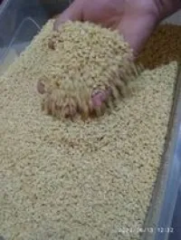 كسرة بأنواعها