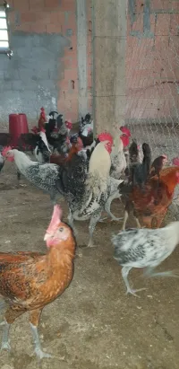 حوالي 100 ديك فيومي و عرب للبيع