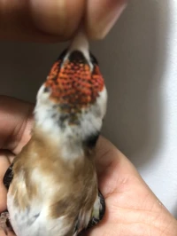 Chardonneret cravaté rouge مقنين