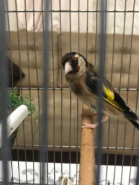 Couple chardonneret parva كوبل مقنين واجدين حبة