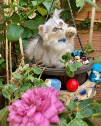 cats-chat-persan-silver-chlef-algeria