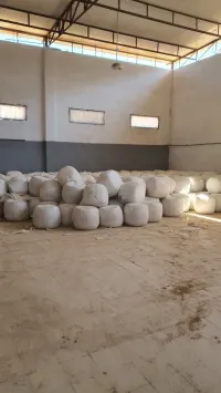 لونسيلاج علف ذو امتيازات جيدة