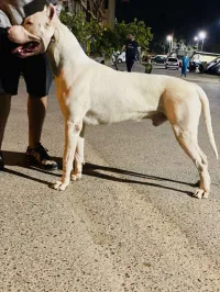 Dog Argentin femelle 