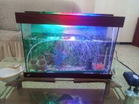 آخر-je-met-en-vente-une-aquarium-etat-910-interesse-apel-seulement-تيزي-وزو-الجزائر