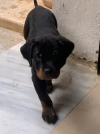 Rottwiler