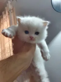 chat persan