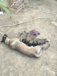 Chiots malinois 