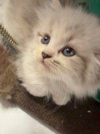 02 MAGNIFIQUES CHATONS PERSANS PURE RACE