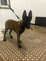 chien-malinois-pure-berger-berge-belouizdad-alger-algerie