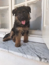 Male  berger allemand lncline 