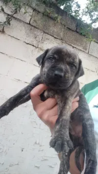 Les chiot carwzi cani corso ba satf 