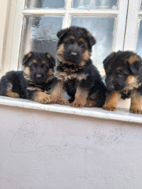 chien-les-chiots-berger-allemand-baraki-alger-algerie