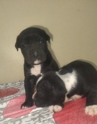 كلب-les-chiot-pitbull-haja-toop-de-براقي-الجزائر
