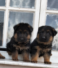 chien-les-chiots-berger-allemand-baraki-alger-algerie