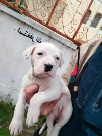 Female top de top dog argentino 