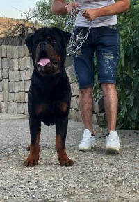 Rottweiler 