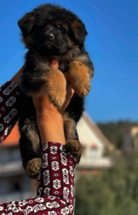 chien-berger-allemand-akbou-bejaia-algerie