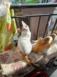 قطة-chats-adorables-a-adopter-الجزائر-وسط