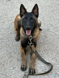 Malinois 