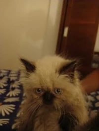 Chat persan 