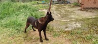 chiens-malinois-bleu-mexicaine-bejaia-algerie