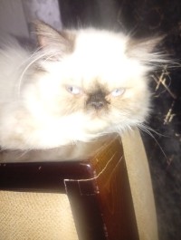 قطة-chat-himalayan-وادي-السمار-الجزائر