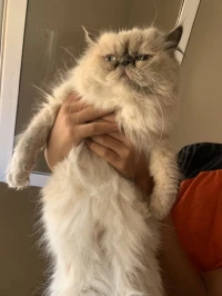 Affaire chatte Persan Himalayan piki face bon prix 