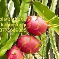 Vent plant fruit du dragon+ citronier 4 saison+oranger de qualité 