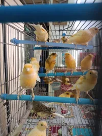 Canaris 