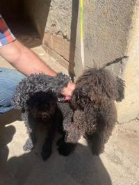 chiens-couple-caniche-mekla-tizi-ouzou-algerie