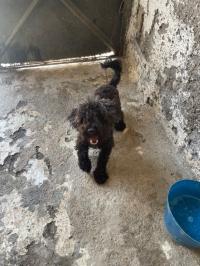 dogs-caniche-mekla-tizi-ouzou-algeria