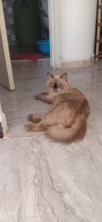 Persan Himalayen 