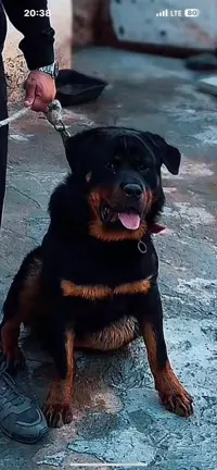 A vendre bergers allemand & Rottweiler de pure race