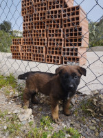 chien-chiots-malinois-charbone-iflissen-tizi-ouzou-algerie