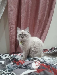 Chat siamois croisé avec un persan 
