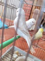 oiseau-jeunes-canaris-satine-blanc-reghaia-alger-algerie