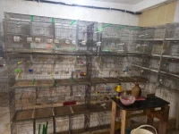 Cage oiseaux 